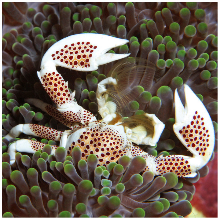 Cangrejo Porcelana o de Anemona (Porcelain Anemone Crab)