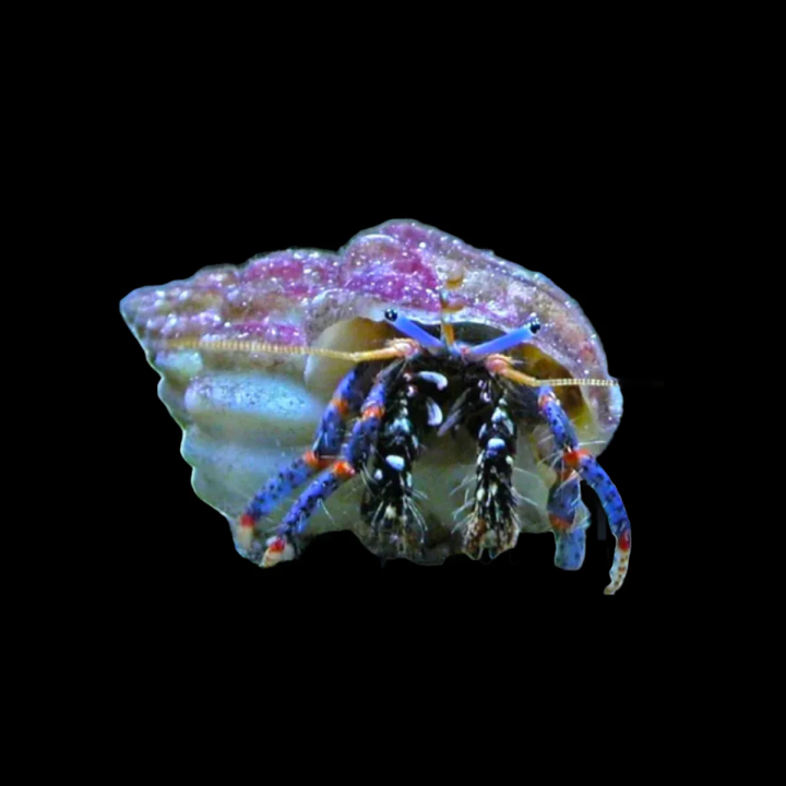 Cangrejo Ermitaño Pata Azul (Blue Leg Reef Hermit)