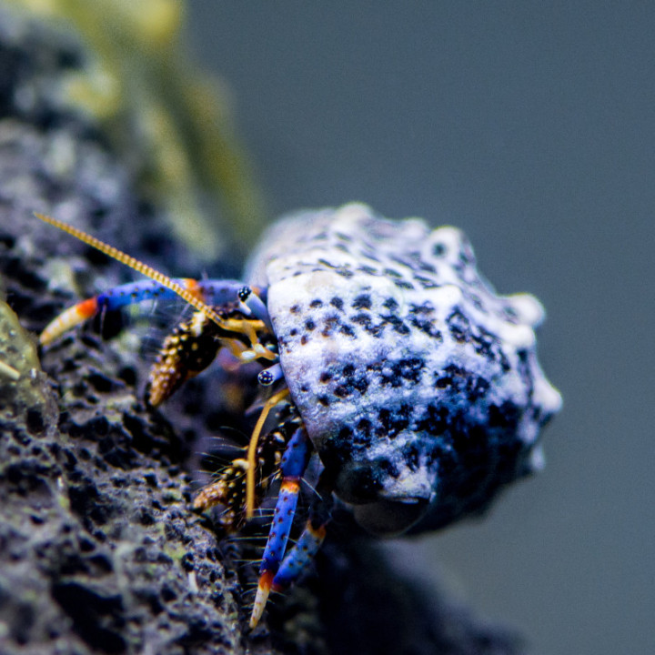 Cangrejo Ermitaño Pata Azul (Blue Leg Reef Hermit)
