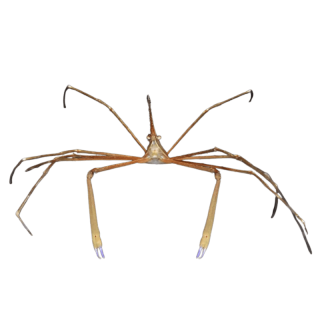 Cangrejo de Flecha (Arrow Crab)