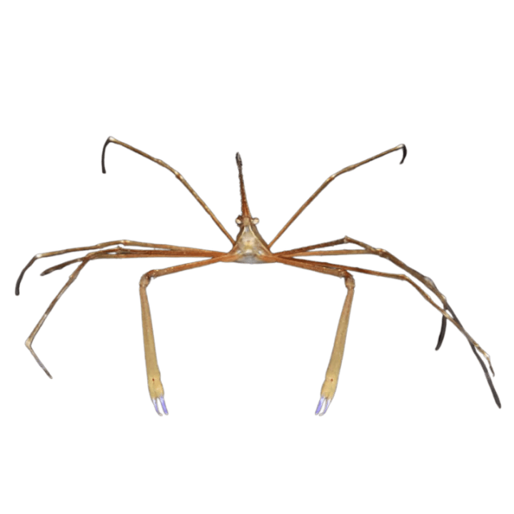 Cangrejo de Flecha (Arrow Crab)