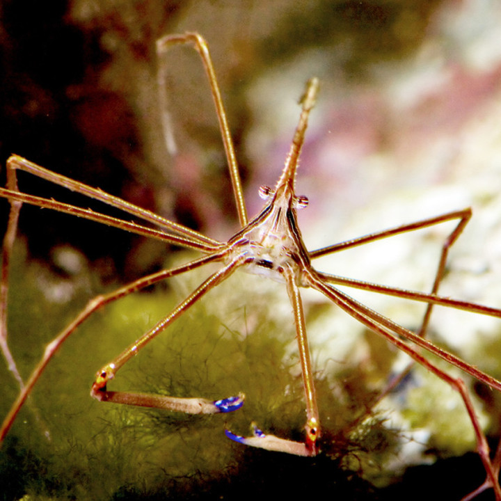 Cangrejo de Flecha (Arrow Crab)
