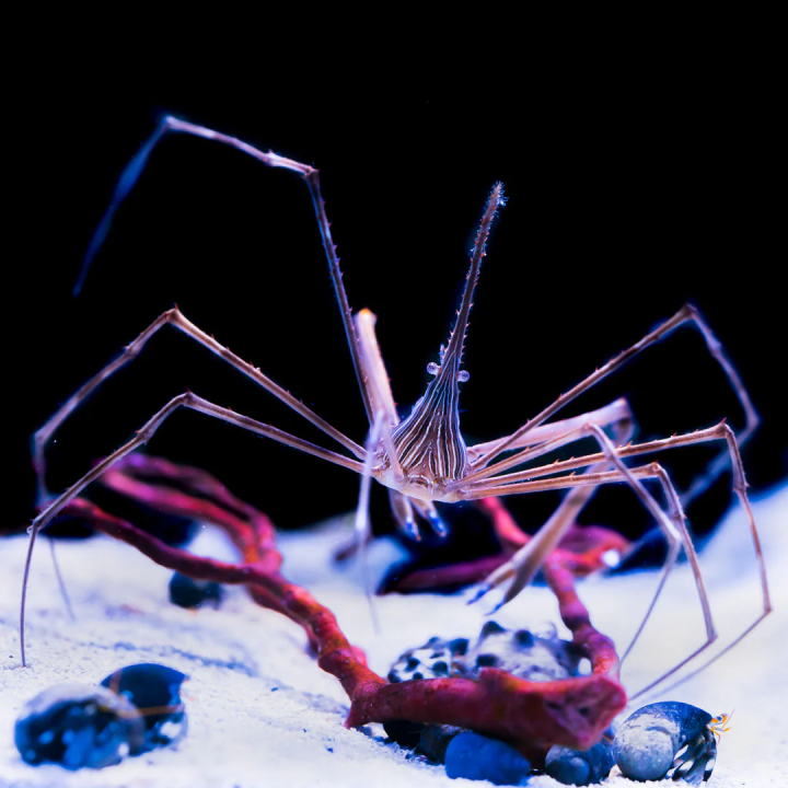 Cangrejo de Flecha (Arrow Crab)