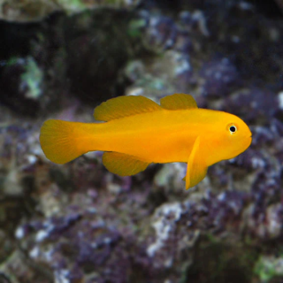 Gobio Payaso Amarillo (Yellow Clown Goby)