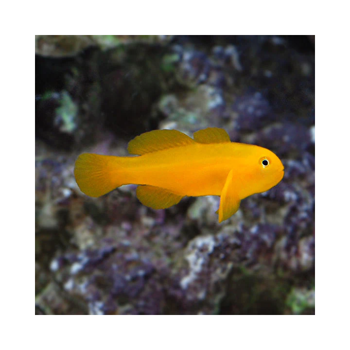 Gobio Payaso Amarillo (Yellow Clown Goby)