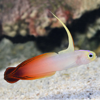 Gobio de Fuego Naranja (FireFish)