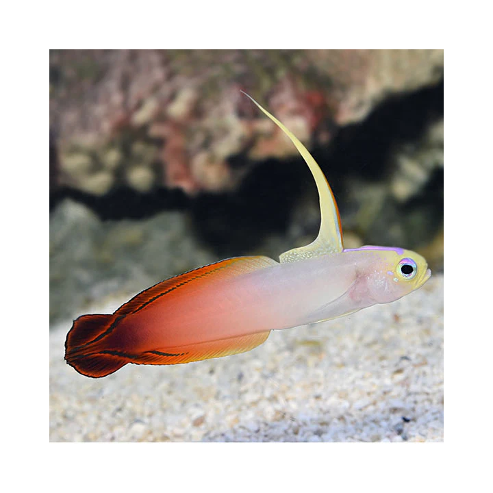 Gobio de Fuego Naranja (FireFish)
