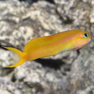 Blenio Midas
