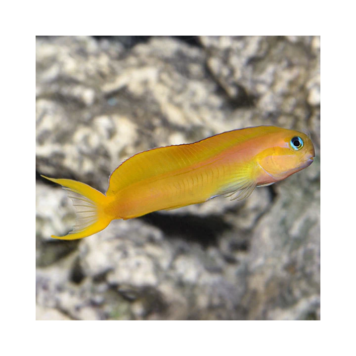 Blenio Midas