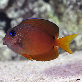 Cirujano Kole Ojo Azul (Blue Eye Kole Tang)