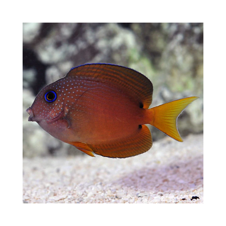 Cirujano Kole Ojo Azul (Blue Eye Kole Tang)