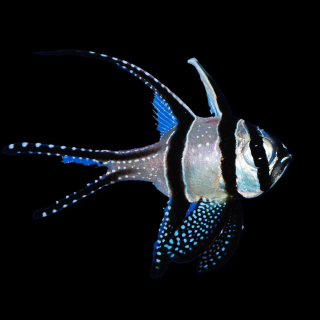 Cardenal Banggai