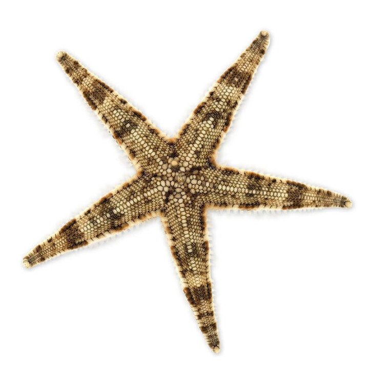 Estrella Arenera (Sand Sifting Star)