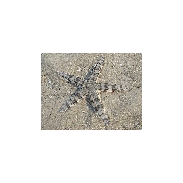 Estrella Arenera (Sand Sifting Star)