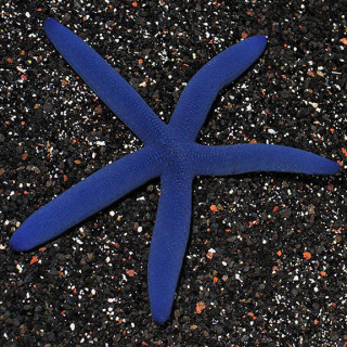 Estrella Linckia Azul (Blue Linckia)