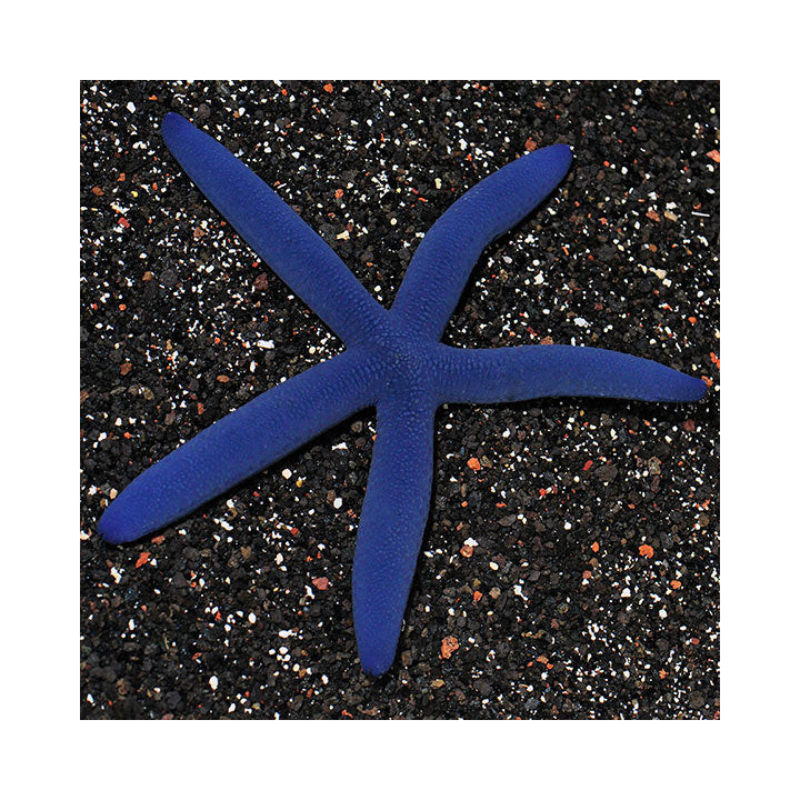 Estrella Linckia Azul (Blue Linckia)