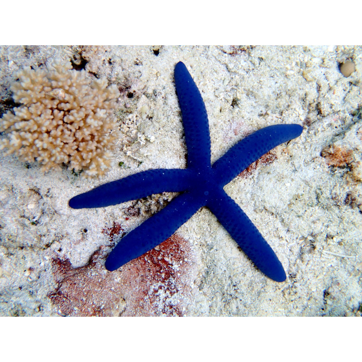 Estrella Linckia Azul (Blue Linckia)