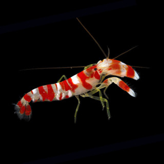 Camarón Pistola Candy (Candy Pistol Shrimp)