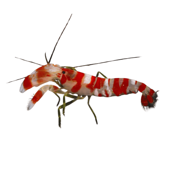 Camarón Pistola Candy (Candy Pistol Shrimp)