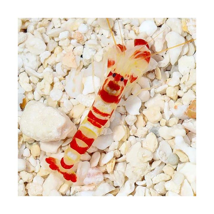 Camarón Pistola Candy (Candy Pistol Shrimp)