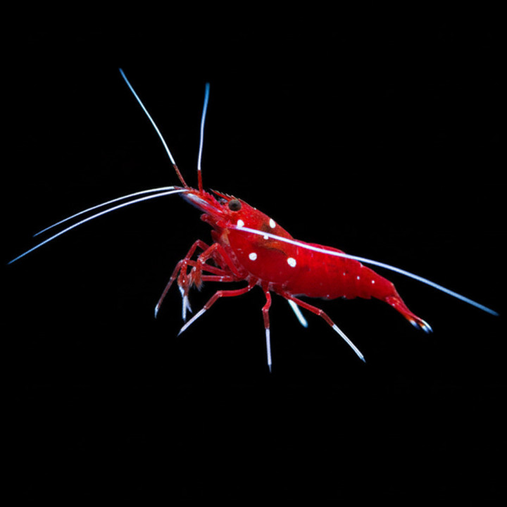 Camarón de Fuego (Fire Shrimp)