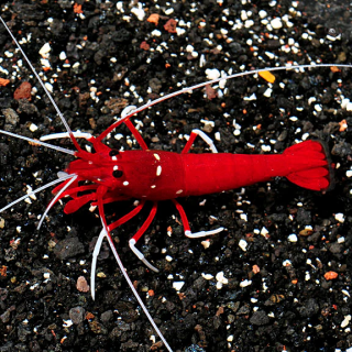 Camarón de Fuego (Fire Shrimp)