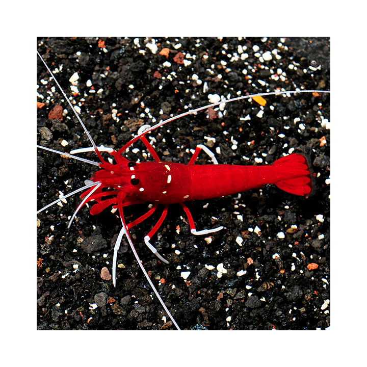 Camarón de Fuego (Fire Shrimp)