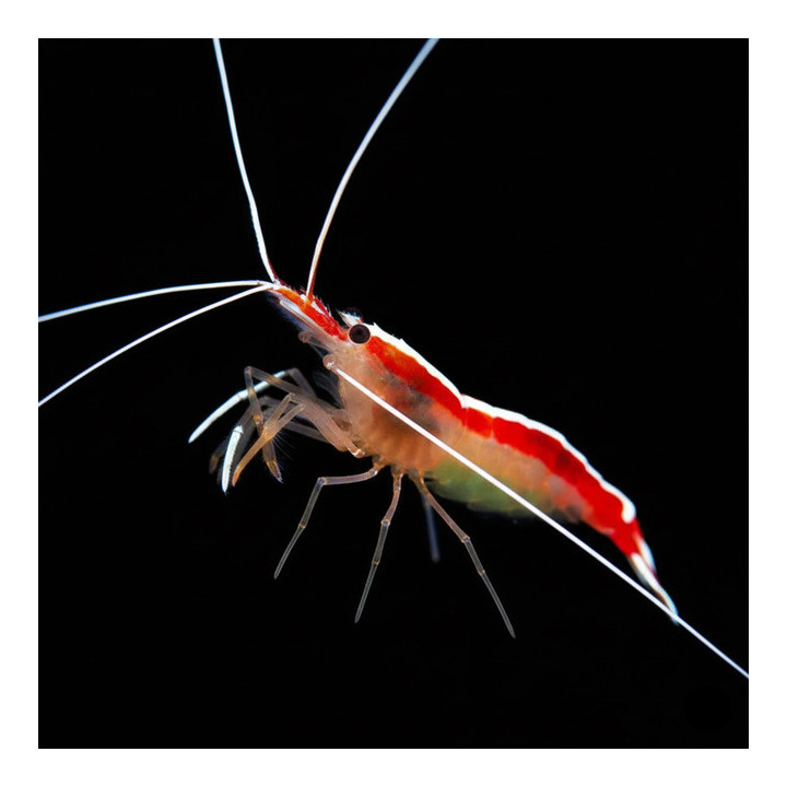 Camarón Limpiador (Cleaner Shrimp)
