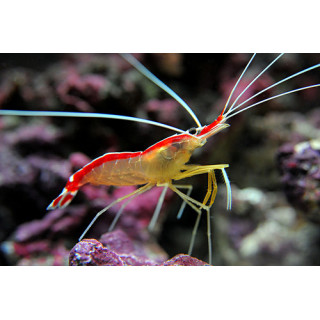 Camarón Limpiador (Cleaner Shrimp)