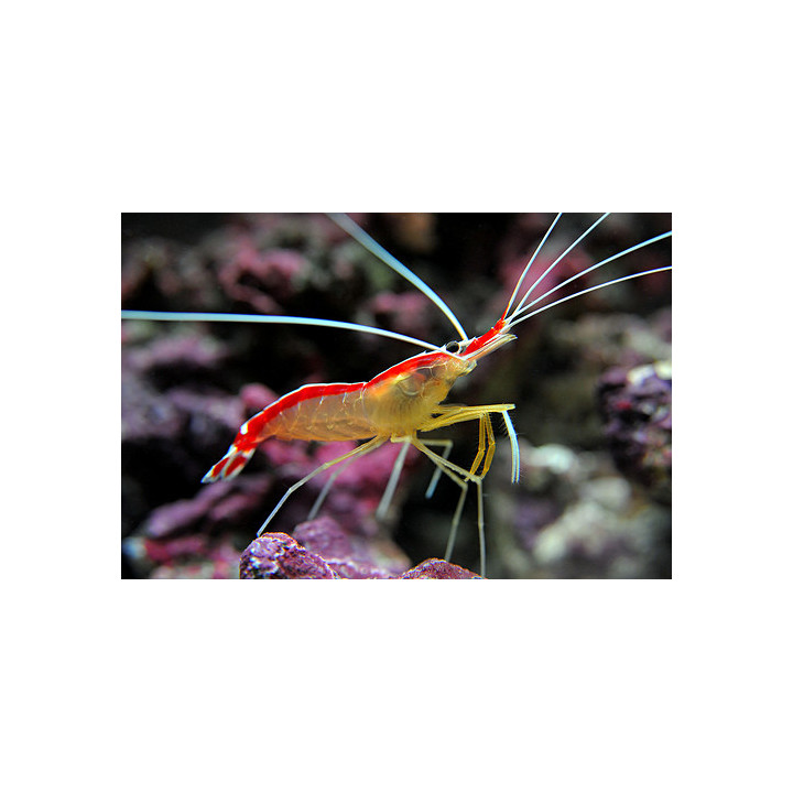 Camarón Limpiador (Cleaner Shrimp)