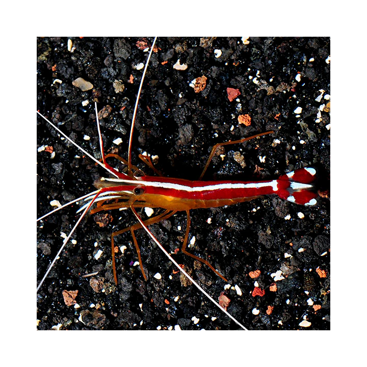 Camarón Limpiador (Cleaner Shrimp)