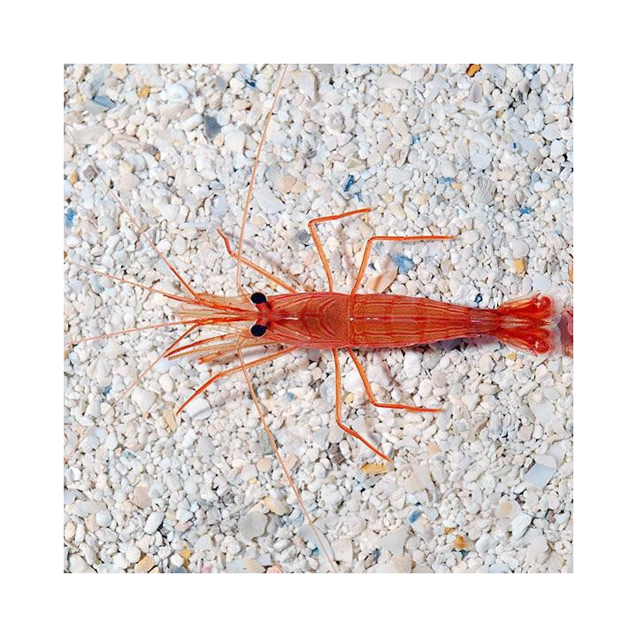 Camarón Pimienta (Peppermint Shrimp)
