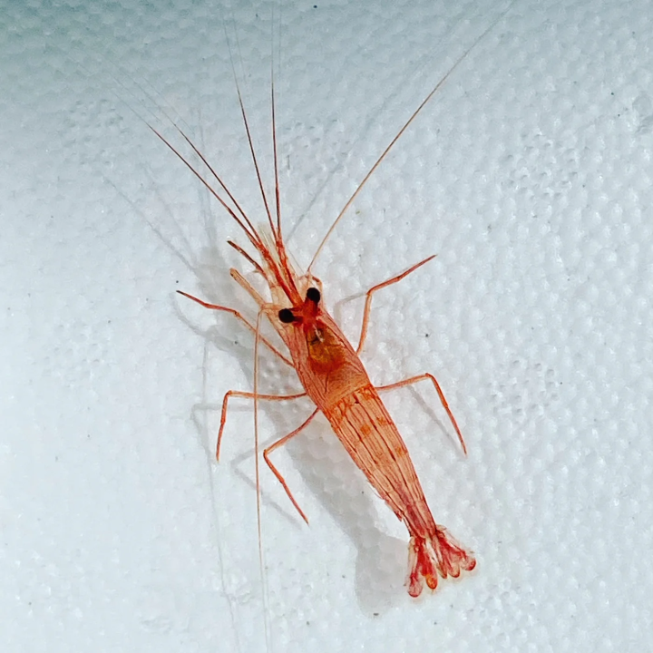 Camarón Pimienta (Peppermint Shrimp)