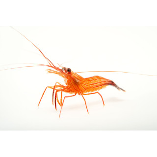 Camarón Pimienta (Peppermint Shrimp)