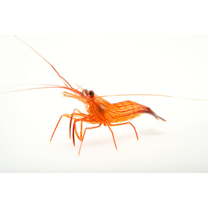 Camarón Pimienta (Peppermint Shrimp)