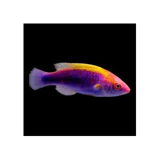 Lábrido Lubbock's Tricolor (Tricolor Lubbock's Fairy Wrasse)