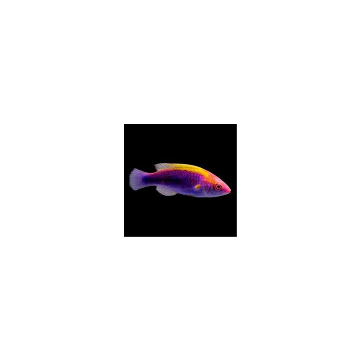 Lábrido Lubbock's Tricolor (Tricolor Lubbock's Fairy Wrasse)