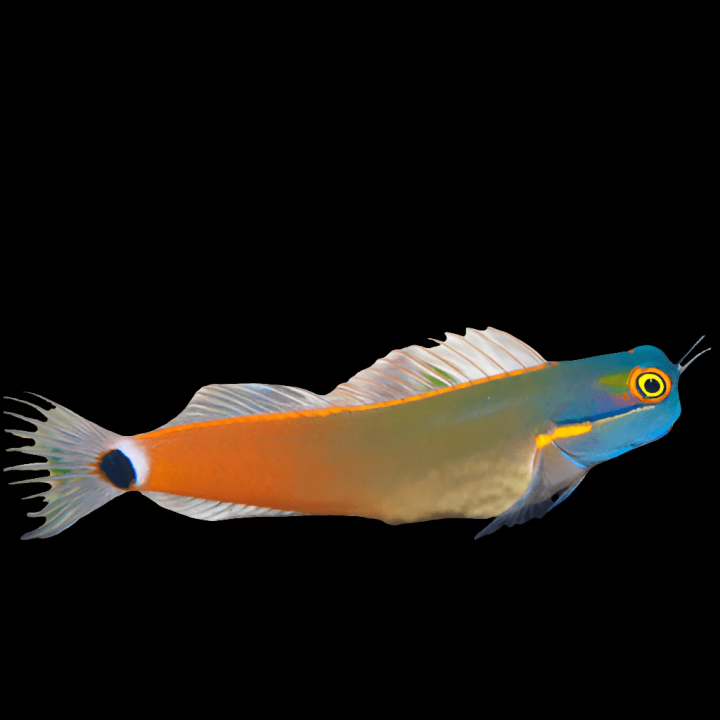 Blenio Punto Cola (Blenny Tailspot)