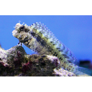 Blenio Podador (Lawnmower Blenny)