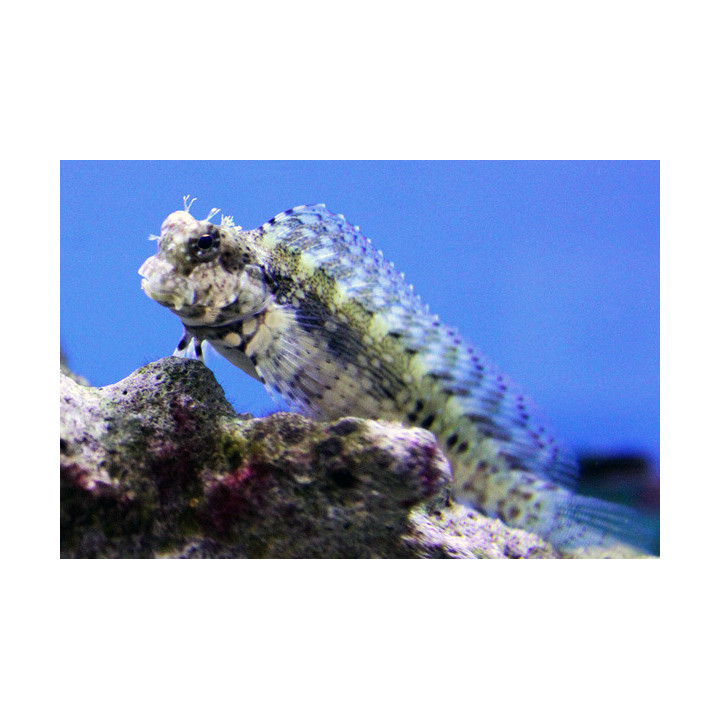 Blenio Podador (Lawnmower Blenny)