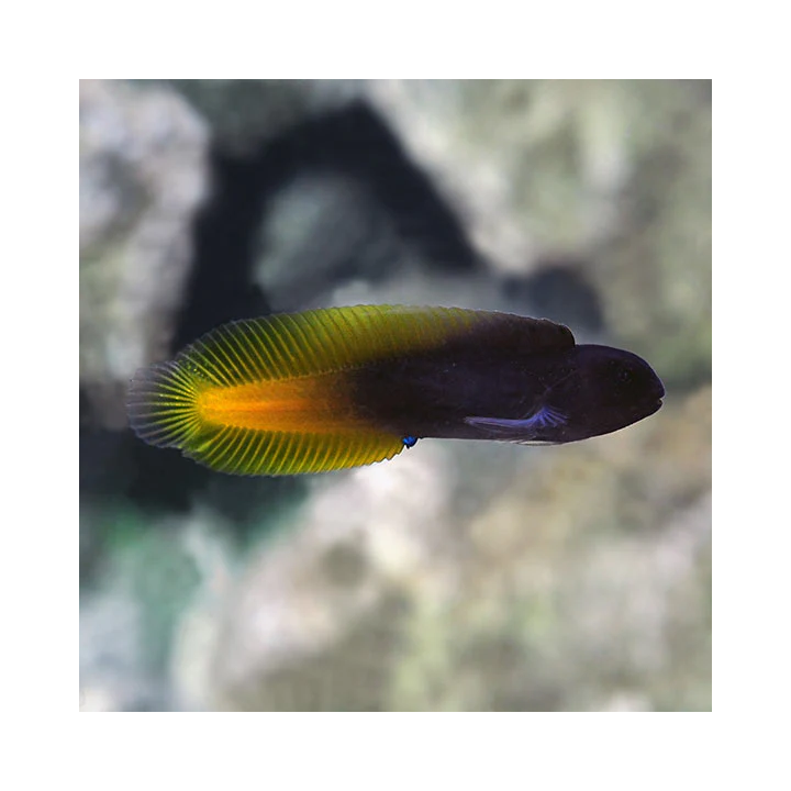 Blenio Flama (FlameTail Blenny)