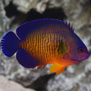 Angel Coral Beauty (Coral Beauty Angel)