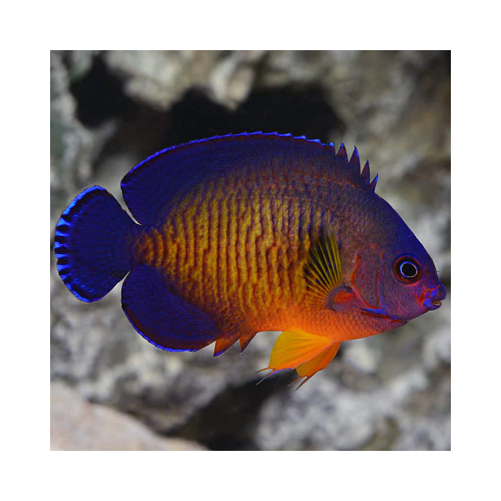 Angel Coral Beauty (Coral Beauty Angel)