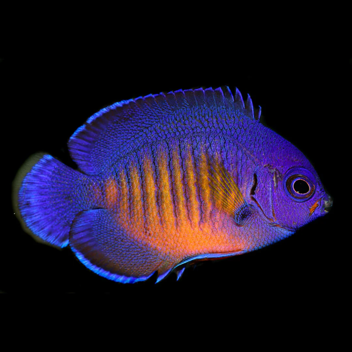 Angel Coral Beauty (Coral Beauty Angel)