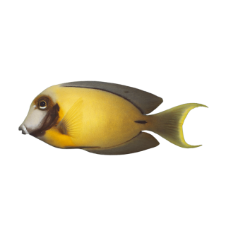 Cirujano Chocolate (Chocolate Tang)