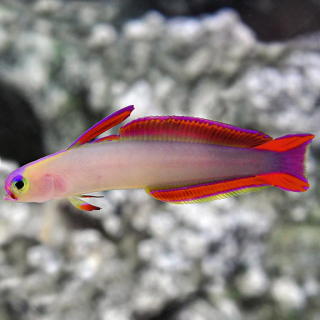 Gobio de Fuego Purpura (Purple Firefish Gobby)
