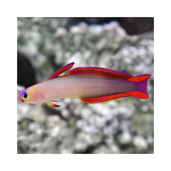 Gobio de Fuego Purpura (Purple Firefish Gobby)