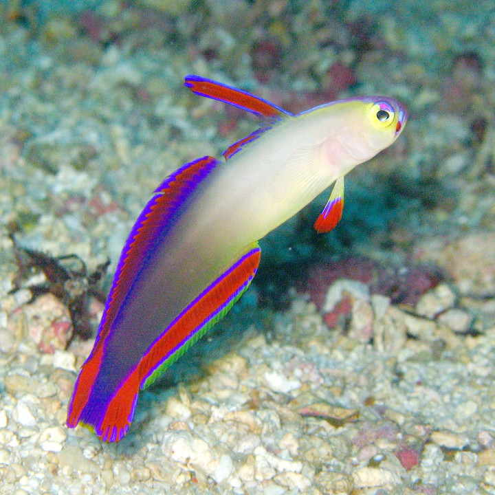 Gobio de Fuego Purpura (Purple Firefish Gobby)