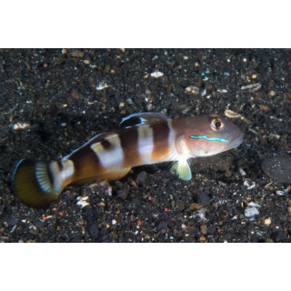Gobio Tigre (Tiger Wardi Goby)