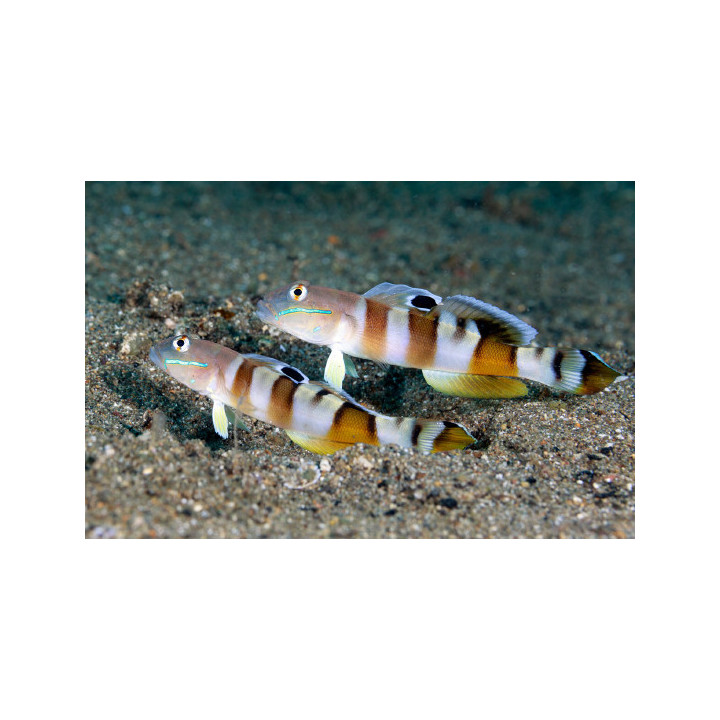 Gobio Tigre (Tiger Wardi Goby)